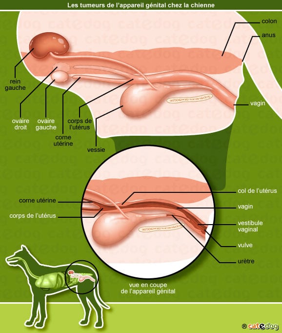 tumeur-appareil-genital-femelle-chienne