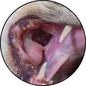 Tumeur de la bouche du chat ou cavité orale