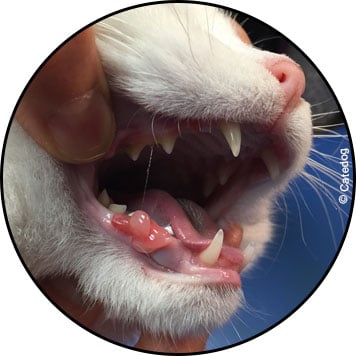 Tumeur bénigne de la bouche et de la gencive chez le chat