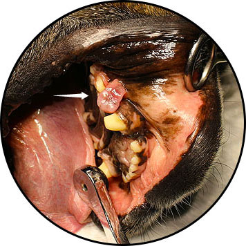 Tumeur de la bouche épuçais chez un chien