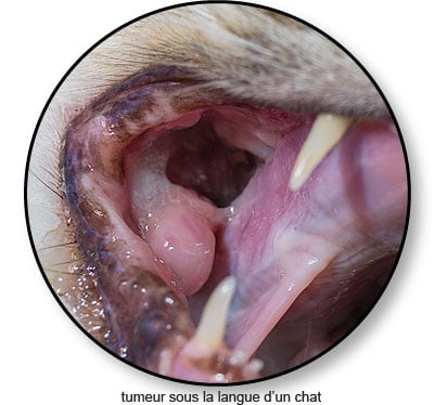 Tumeur dans la bouche d'un chat