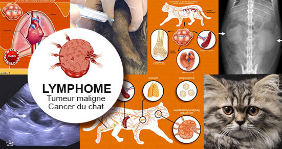 Lymphome Chez Le Chat Conseils Veto En Photos Catedog