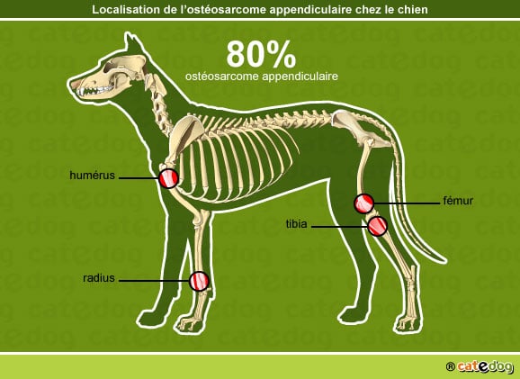 Ostéosarcome appendiculaire chez le chien
