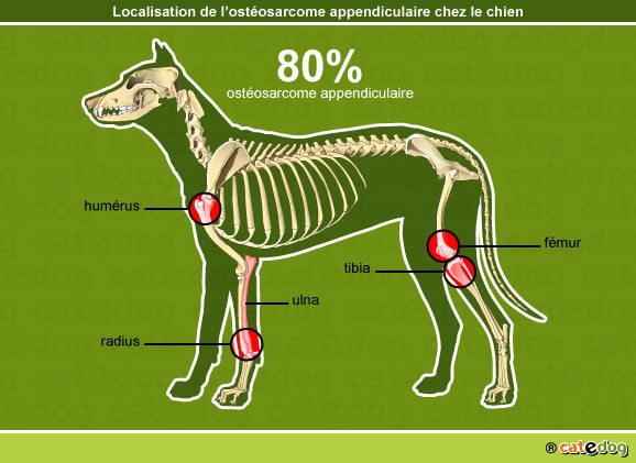 Tumeurs de l’os chez le chien – Conseils vétérinaires illustrés – Catedog