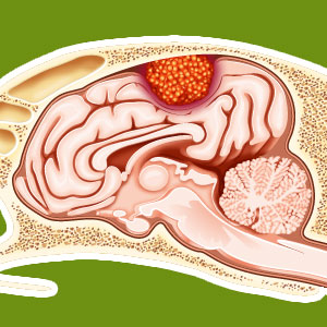 Tumeur du cerveau chez le - véto en photos - Catedog