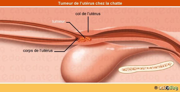 tumeur-maligne-benigne-metastases-utérus-chatte