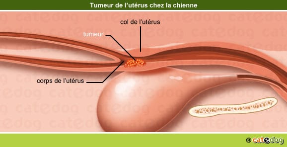 tumeur-maligne-benigne-metastases-utérus-chienne