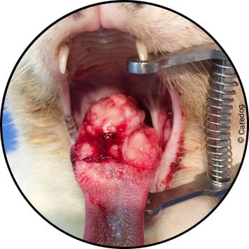 Tumeur maligne de la bouche du chat