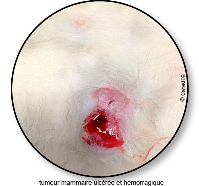 tumoral-mamary_hemoragie_chată