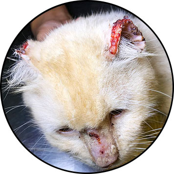 Tumeur de la peau chez le chat carcinome