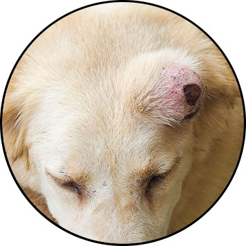 Tumeur de la peau du chien et fibrosarcome