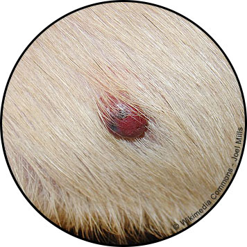 Tumeur de la peau du chien et hémangiosarcome cutané