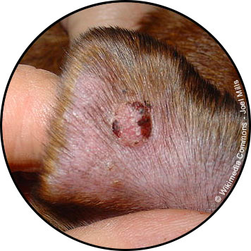 Tumeur de la peau du chien et histiocytome à l'oreille
