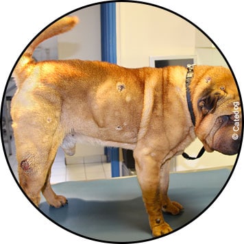 Tumeur de la peau du chien et métastases cutanées