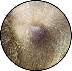 Tumeur de la peau du chien et nodule
