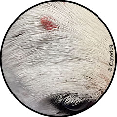 Tumeur de la peau du chien et verrue