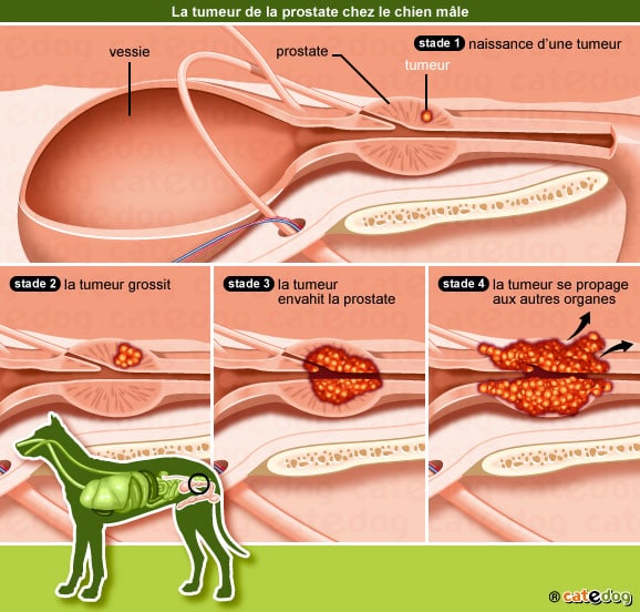 opération prostate chien)