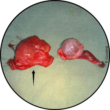 Tumeur et boule sur testicule d'un chien
