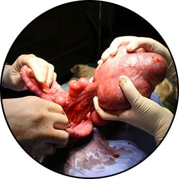 Tumeur de l'utérus chez une chienne