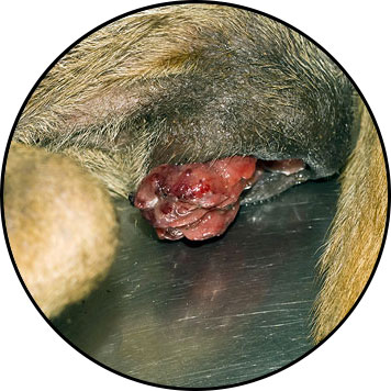 Tumeur du vagin et sarcome de Sticker chez la chienne