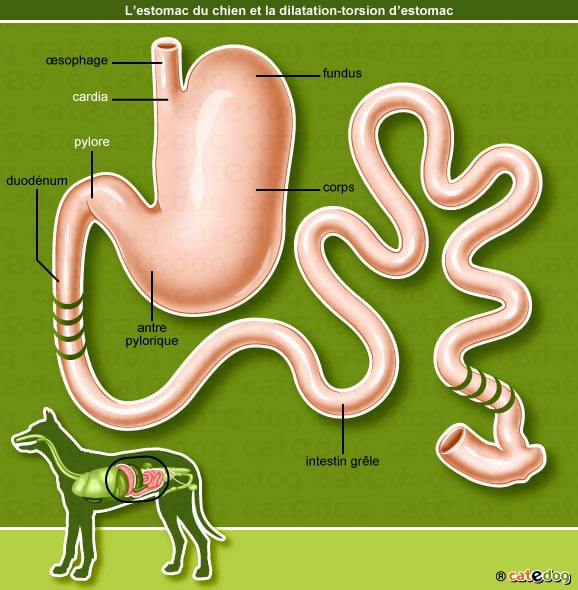 anatomie-estomac-dilatation-torsion-chien-chienne