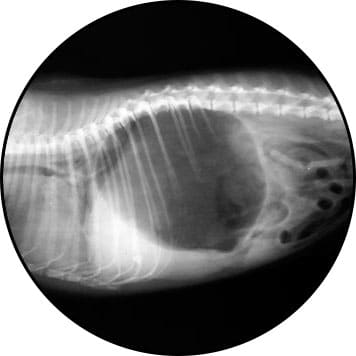 Dilatation torsion estomac du chien