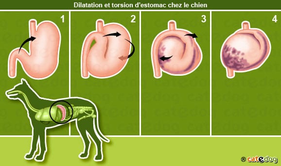 dilatation-torsion-estomac-chien