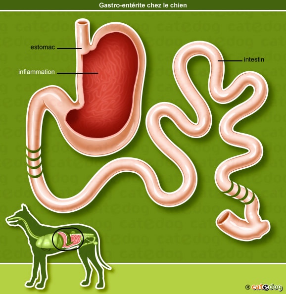 Gastro-entérite chez le chien avec inflammation de l'estomac et des l'intestin