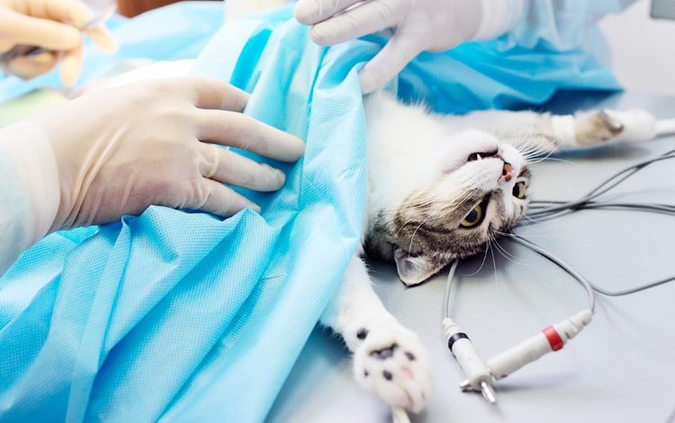 Tumeur du pancréas du chat