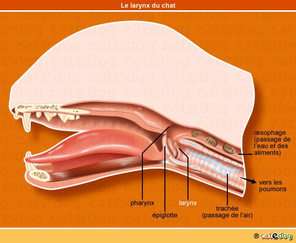 larynx-paralysie-laryngee-chat
