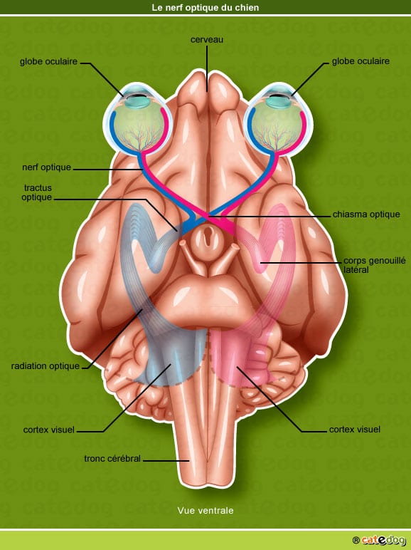 anatomie-chien-nerf-optique-oeil-yeux