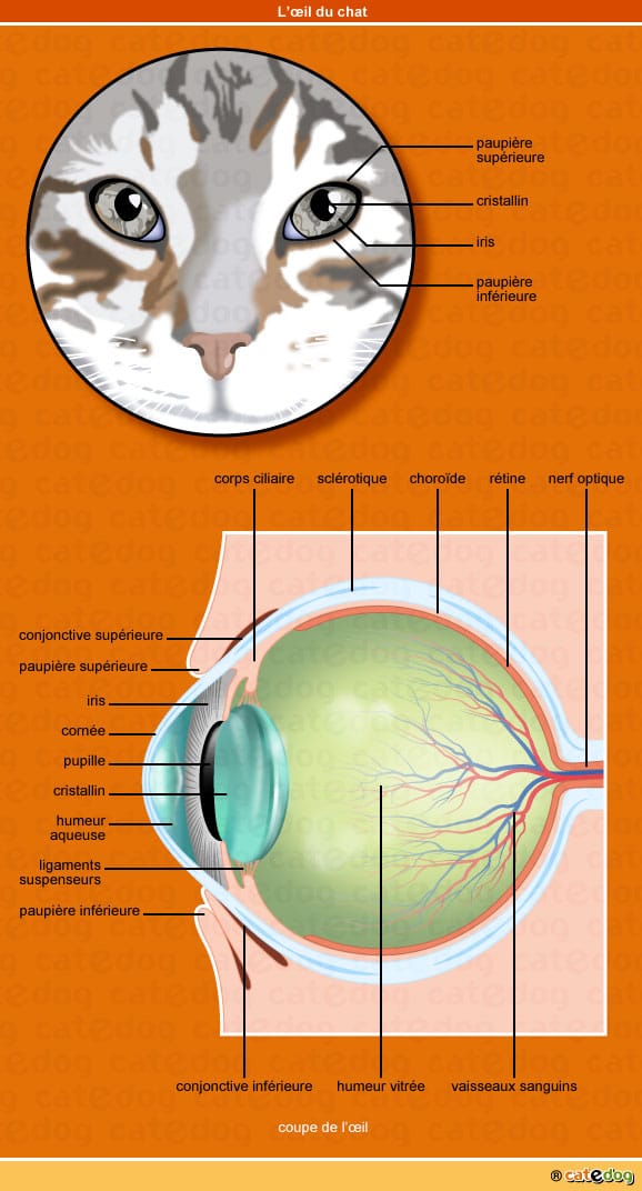 anatomie-chat-yeux-oeil-paupiere-cristalin