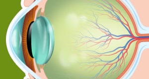 oeil-chien-icone