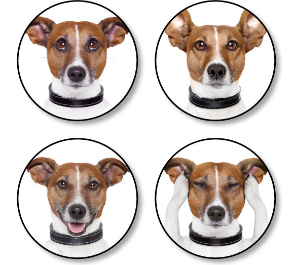 intelligence-conscience-plaisir-chien