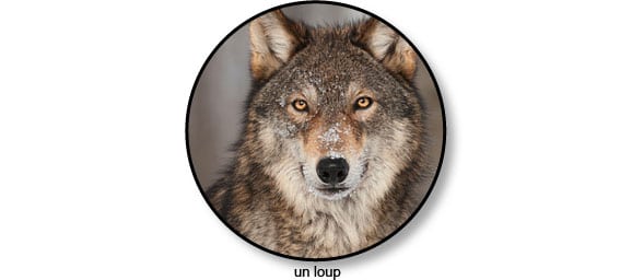 loup_chien