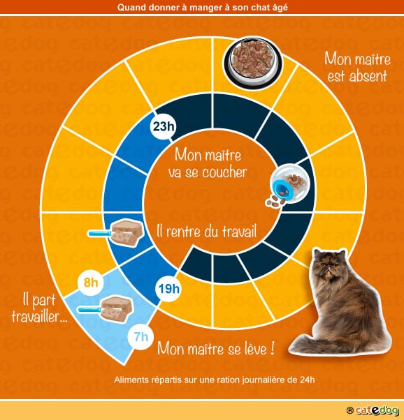 quoi-quand-donner-manger-a-son-chat-age