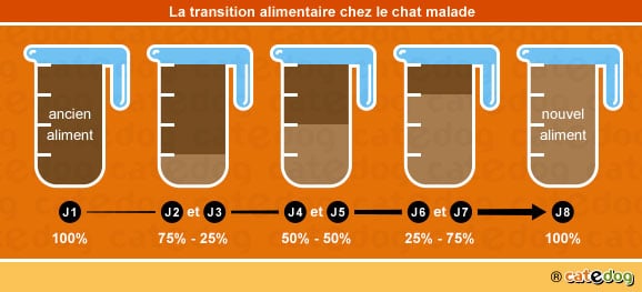 Transition alimentaire chez le chat malade