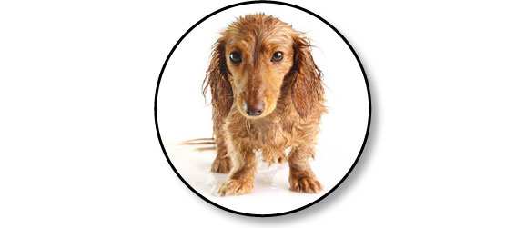 chien-transpire-transpiration-chaleur-soleil