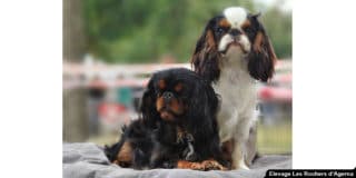 epagneul-king-charles-spaniel-exterieur