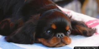 epagneul-king-charles-spaniel-couche