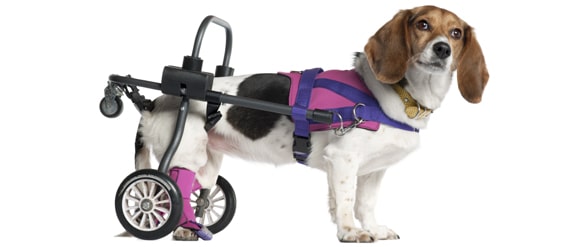chien-handicape-chariot-roulant