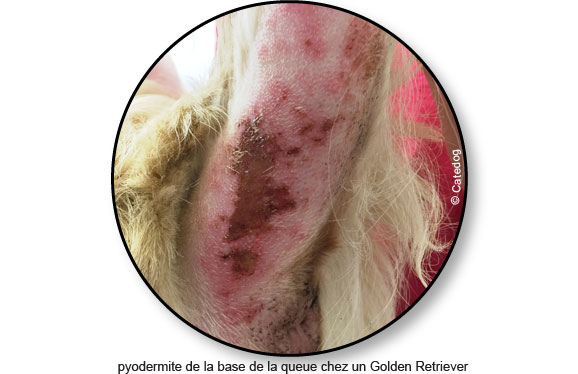pyodermite-maladie-peau-queue-chien