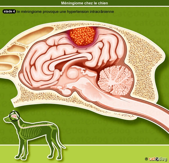 meningiome-cerveau-encephale-chien_2