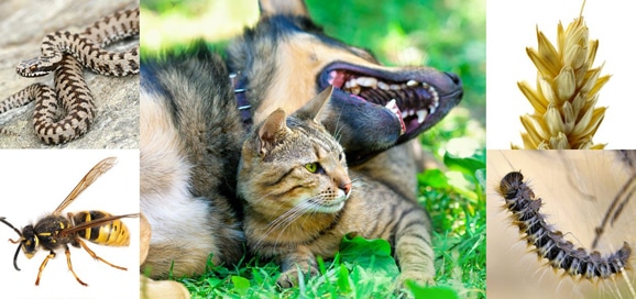 chenille-processionnaire_guepe_serpent_epillet_chien_chat_catedog