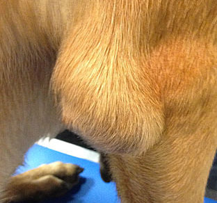 Hygroma du coude chez le chien - Conseils véto en photos - Catedog
