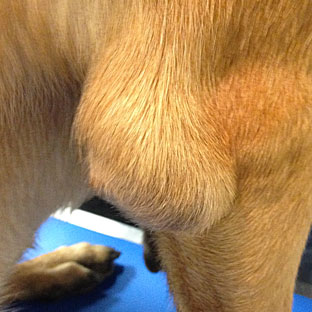 Hygroma du coude chez le chien - Conseils véto en photos - Catedog