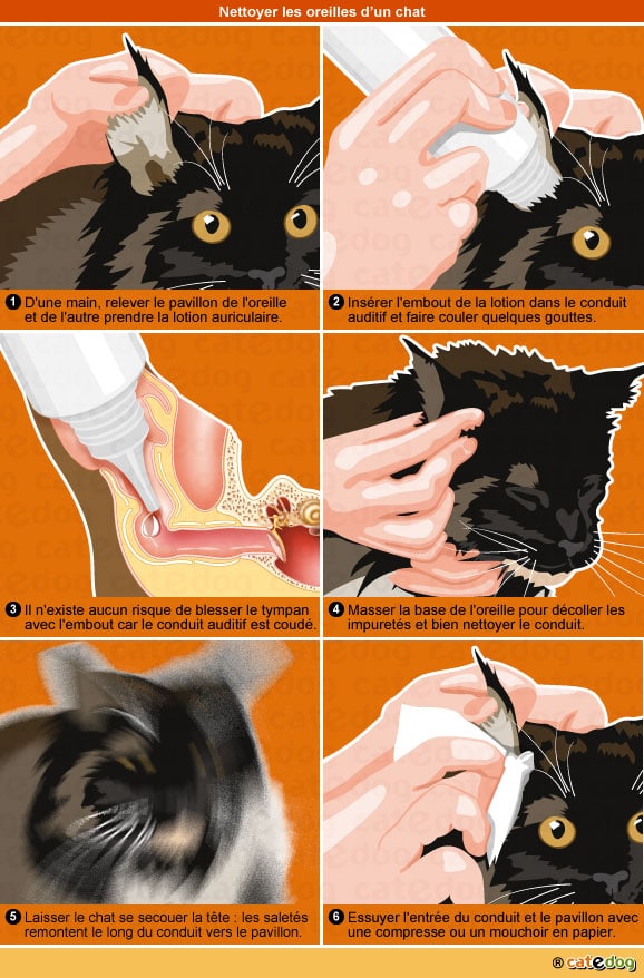 Comment nettoyer les oreilles d'un chat - Conseil véto en photos - Catedog