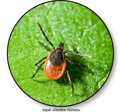 tique-ixodes-ricinus