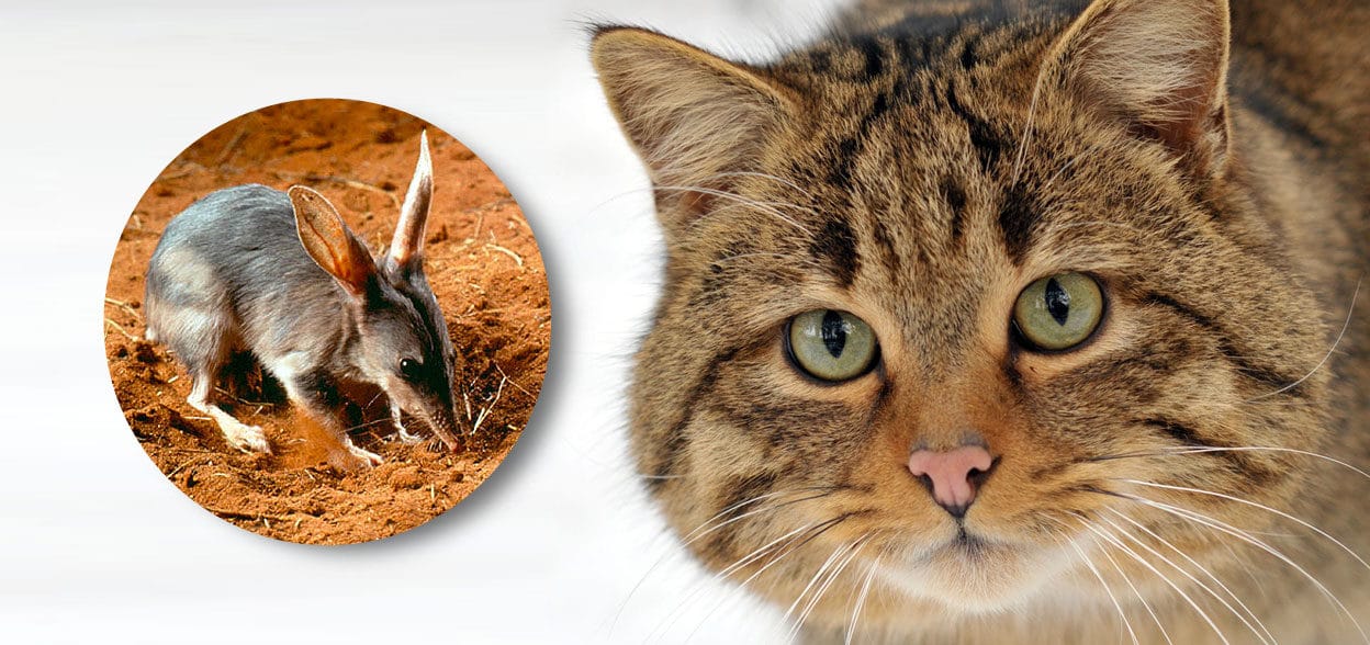 2 Millions De Chats Sauvages Devraient Etre Abattus En Australie Pour Proteger La Faune Locale Conseil Veto Illustre Catedog