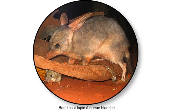 bandicoot-lapin-queue-blanche-australie